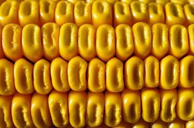 Corn Posting Penny Friday Gains